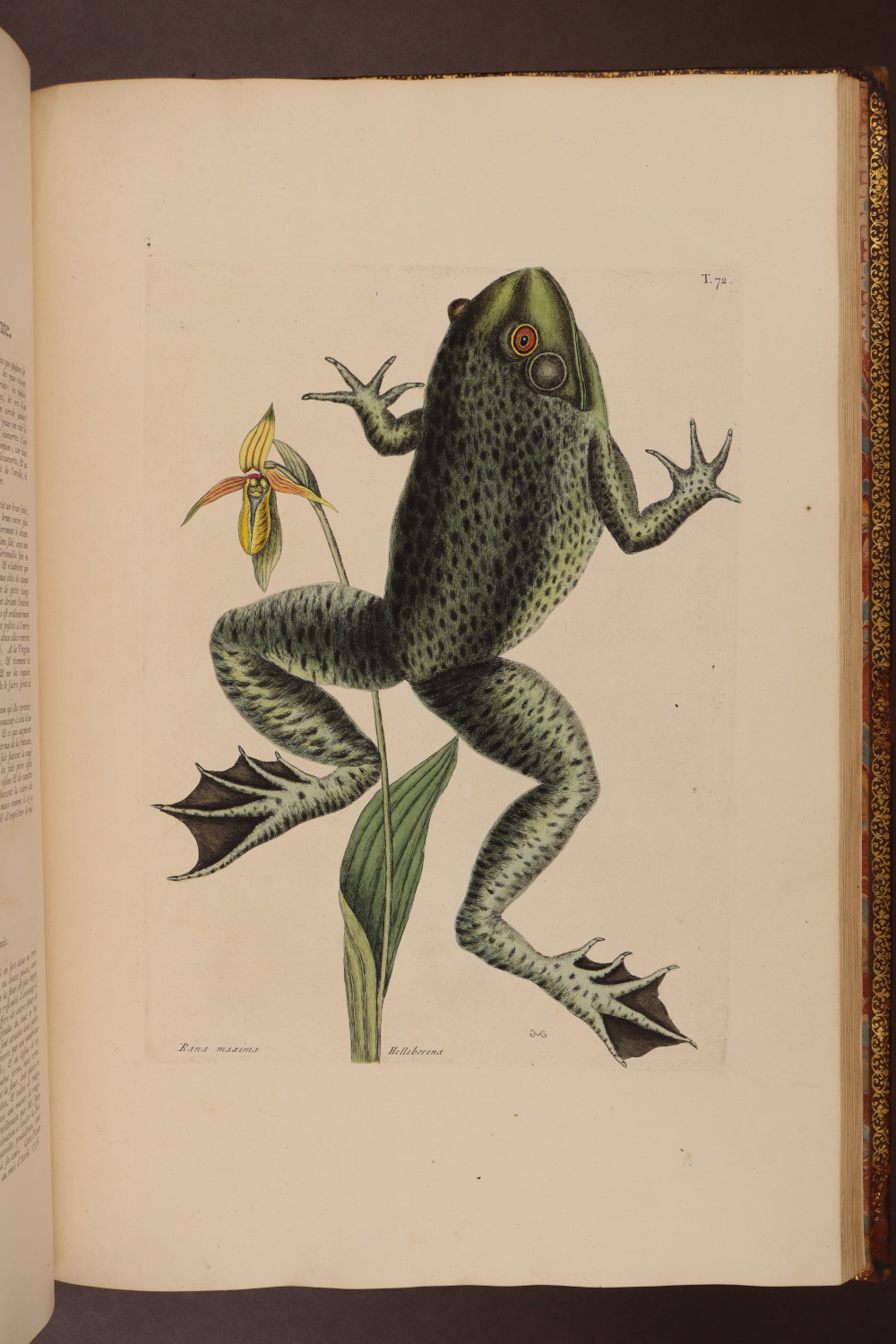 Plate 72
